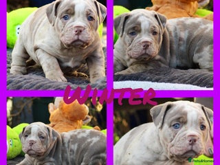 Olde English Bulldogge dogs Beautiful olde English bulldogs 🩷 - Advert 6