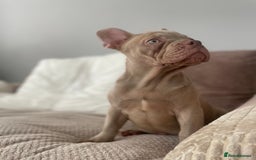 French Bulldog dogs for sale: Isabella boy  in Wickford - Image 6