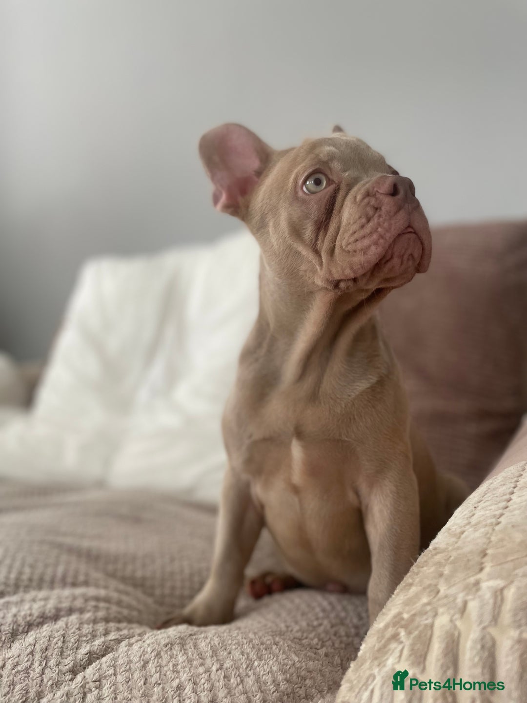 French Bulldog dogs for sale: Isabella boy  in Wickford - Image 6