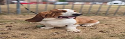 Basset Hound dogs for stud: Basset Hound Proven Stud - Advert 5