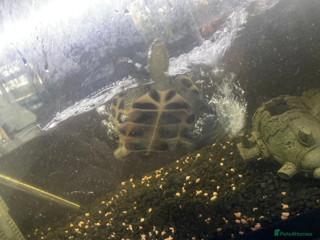 Turtle reptiles for sale: Chinese stripe necked turtles  - Image 1