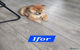 Japanese Shiba Inu dogs for sale: Gorgeous Shibas  - Image 7