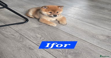 Japanese Shiba Inu dogs - Advert 2