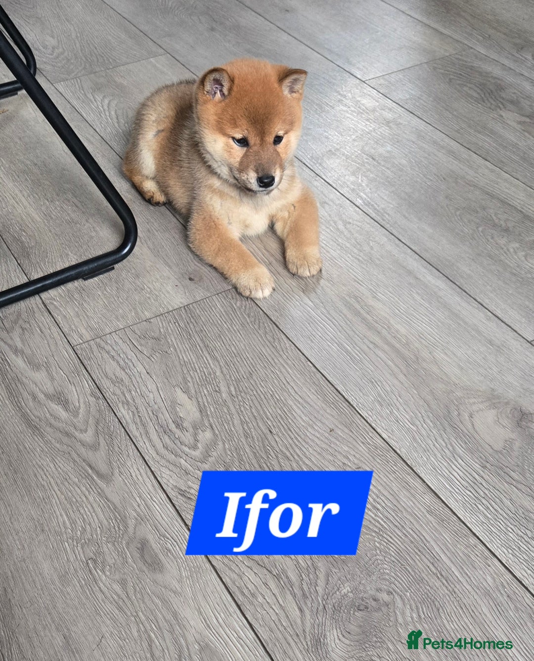 Japanese Shiba Inu dogs for sale: Gorgeous Shibas  - Image 7