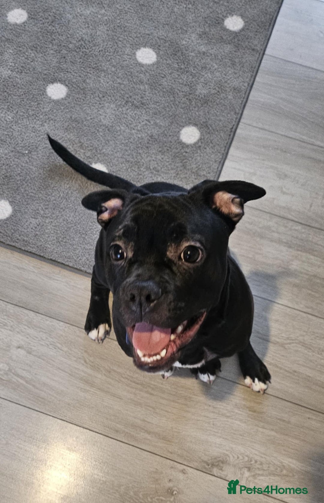 Mixed Breed dogs for sale: Wonderful dog for sale - Advert 4