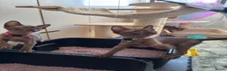 Burmese cats for sale: Burmese Kittens For Sale - Advert 16
