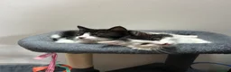 Mixed Breed cats for sale: Friendly playful kittens - Advert 10