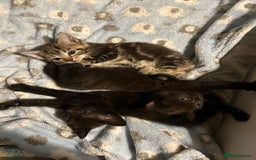 British Shorthair cats for sale: 1 tabby female 1 shaded female ready to go  - Advert 7