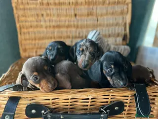 Miniature Dachshund dogs Beautiful Miniature Dachshund Puppies in Waterlooville - Advert 10