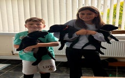 Labrador Retriever dogs for sale: Excellent KC Registered working Black Lab pups  - Image 16