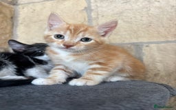 Maine Coon cats for sale: Maine Coon Mix Kittens - Image 6