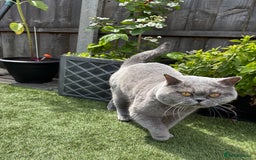 British Shorthair cats for sale: Top quality GCCF kittens  - Image 27