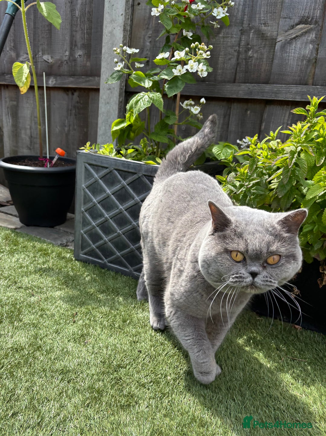 British Shorthair cats for sale: Top quality GCCF kittens  - Image 27
