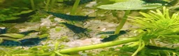 Shrimps fish for sale: 🔥Juv. RED & BLUE SHRIMP🦐 + free plant 🍃 - Advert 11