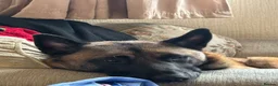 Belgian Shepherd Dog dogs for sale: Belgian shepherd looking for new home  - Advert 4