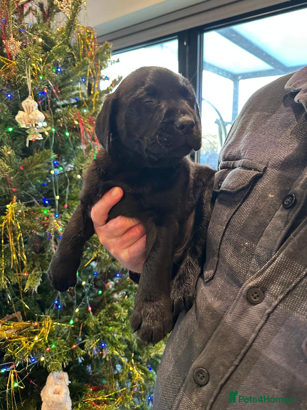 Labrador Retriever dogs for sale: 7 week old fantastic labrador pups  - Advert 9