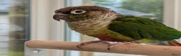 Conures birds for sale: Bertie the 17 year old Female Green Cheek in Driffield - Advert 1