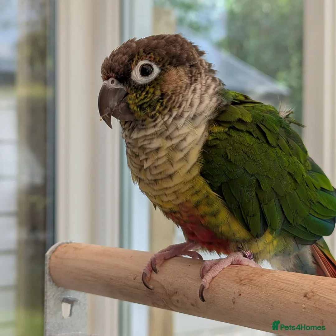 Conures birds for sale: Bertie the 17 year old Female Green Cheek in Driffield - Advert 1