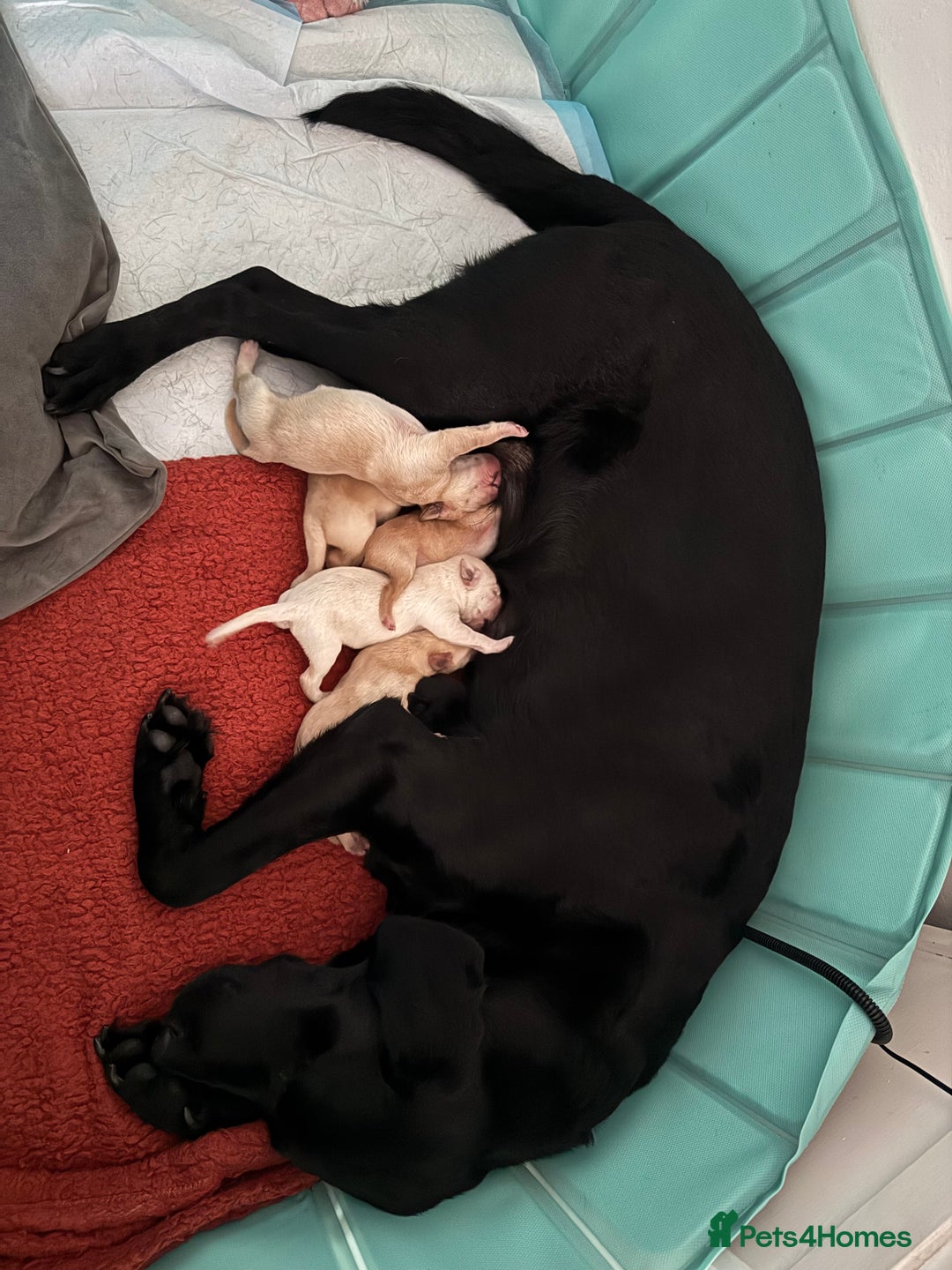 Labrador Retriever dogs for sale: 6 Sweet Labrador Puppies  - Advert 18