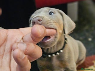 Dobermann dogs International Champ Bloodline Pups Ready 25thDEC - Advert 4