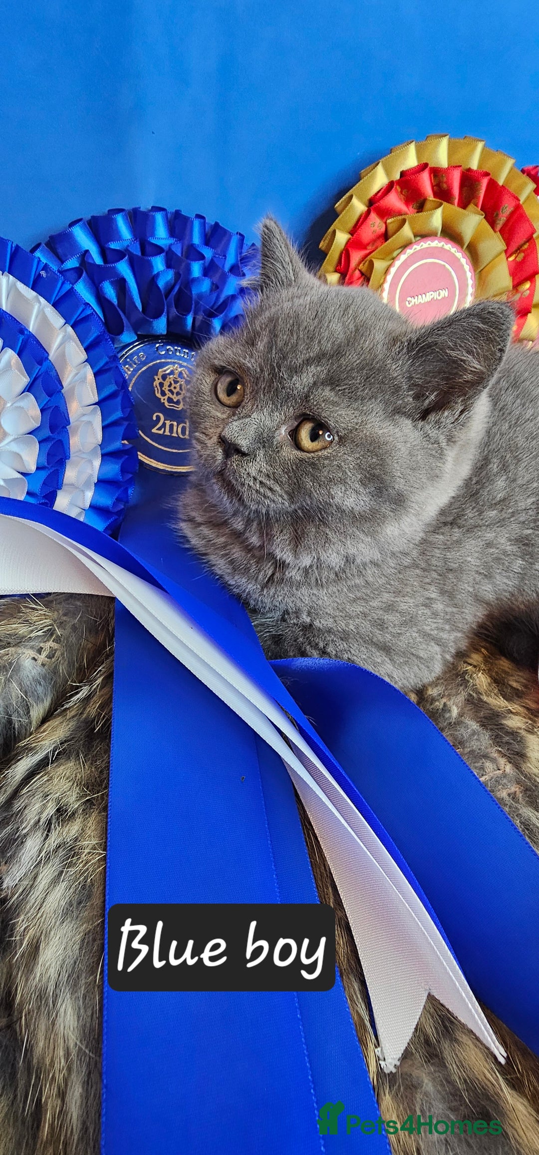 British Shorthair cats for sale: British short hair kittens - Advert 23