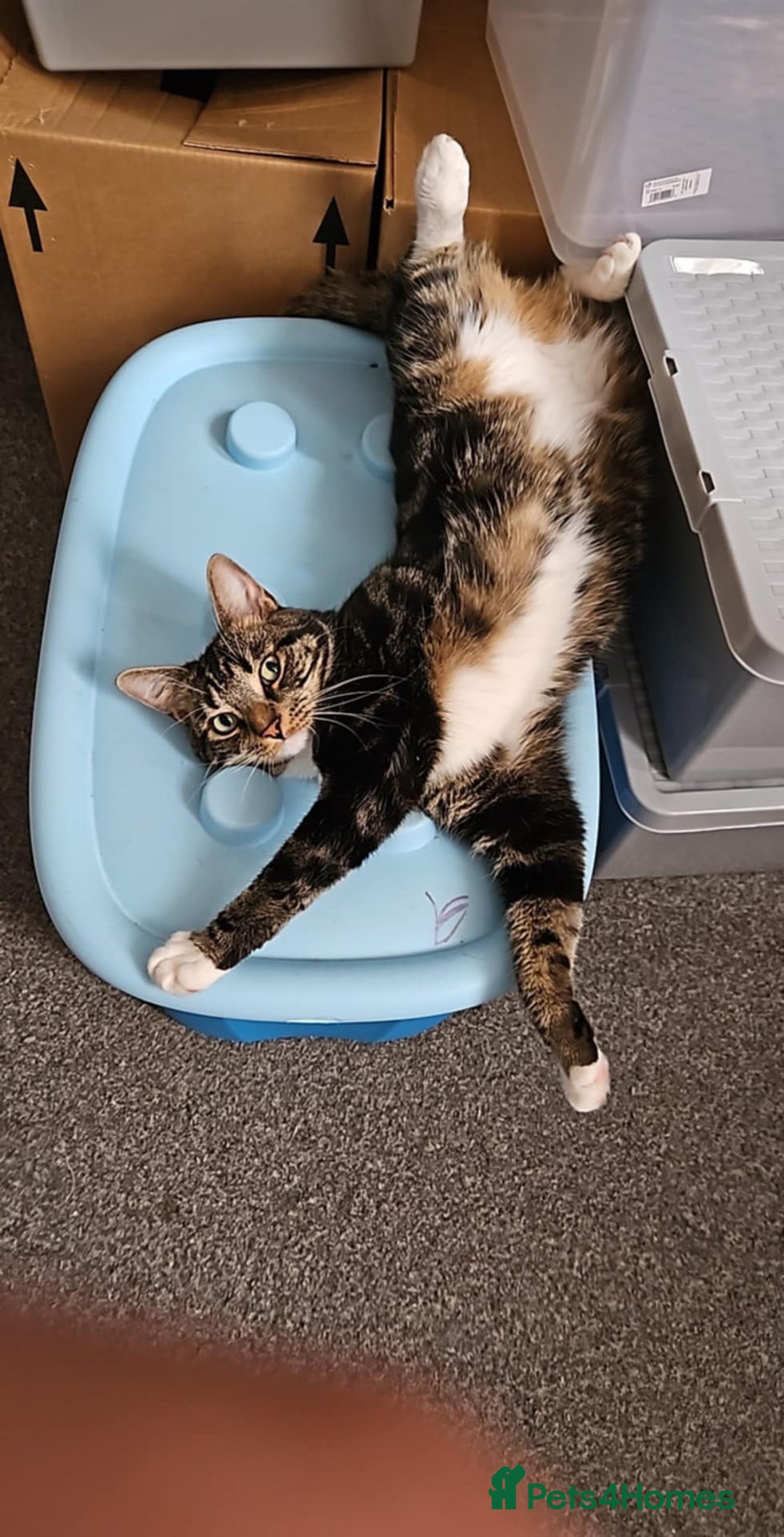 Domestic Shorthair cats for sale: Sonic and buffy  - Advert 4