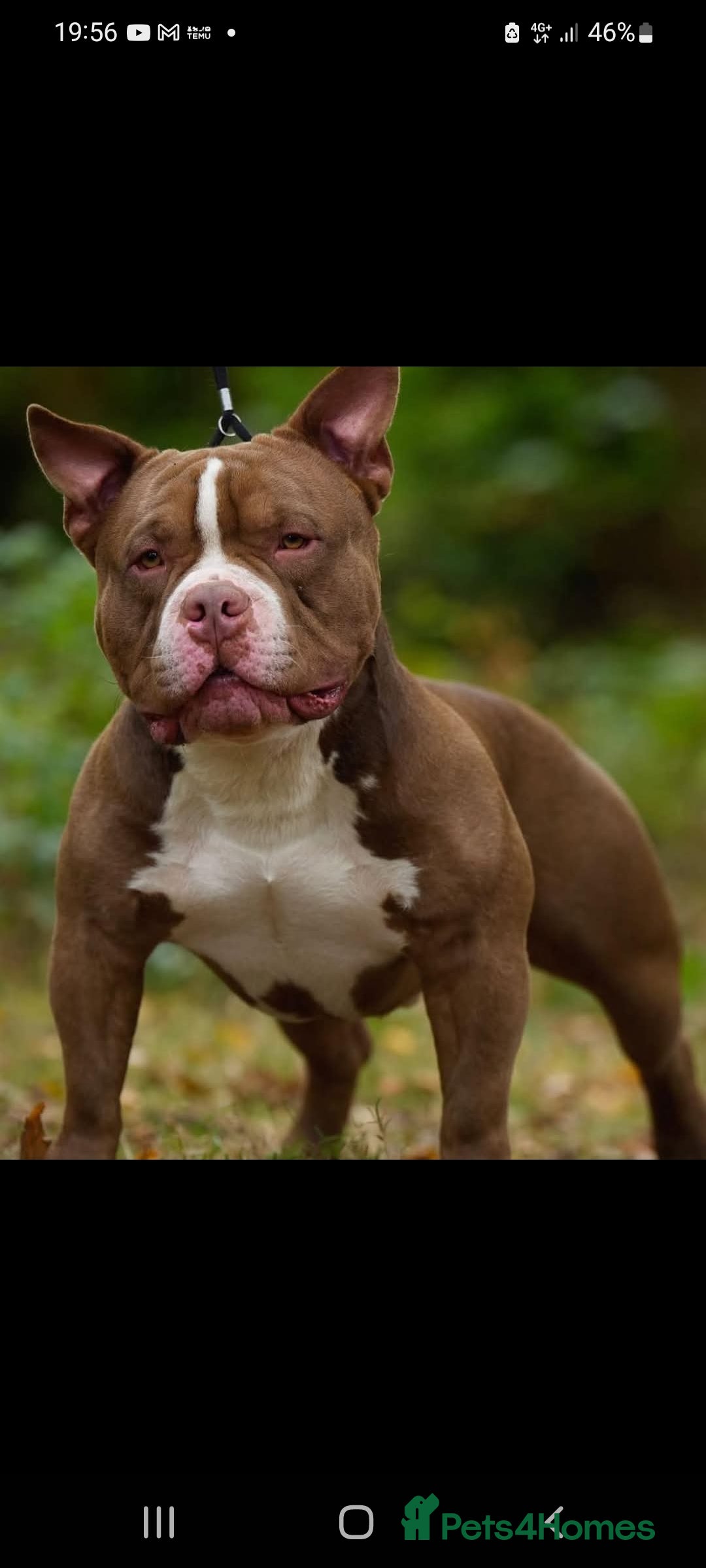 American Bully dogs for sale: Lovely pocket bully pup - Advert 6