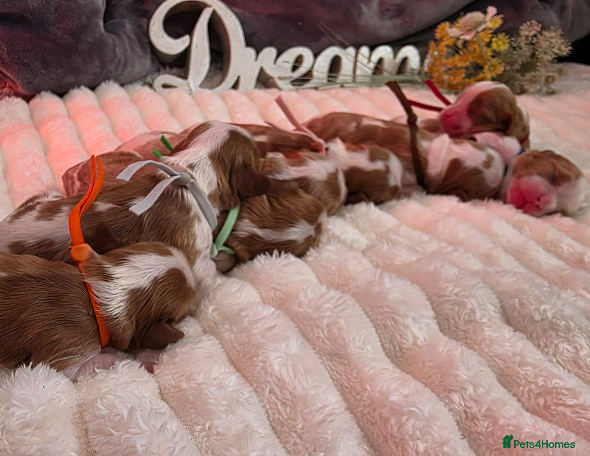 Cavalier King Charles Spaniel dogs Blenhiem cavalier king charles spaniel puppies - Advert 2