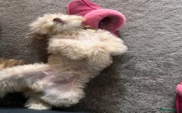 Cavapoo dogs for sale: Adult Male Dog For Sale - Image 5