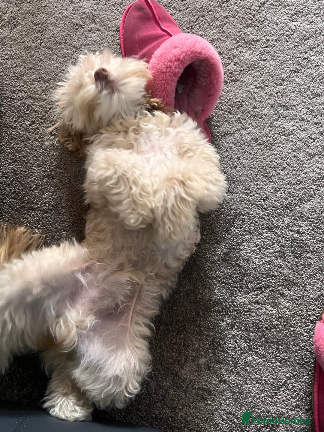 Cavapoo dogs for sale: Adult Male Dog For Sale - Image 5