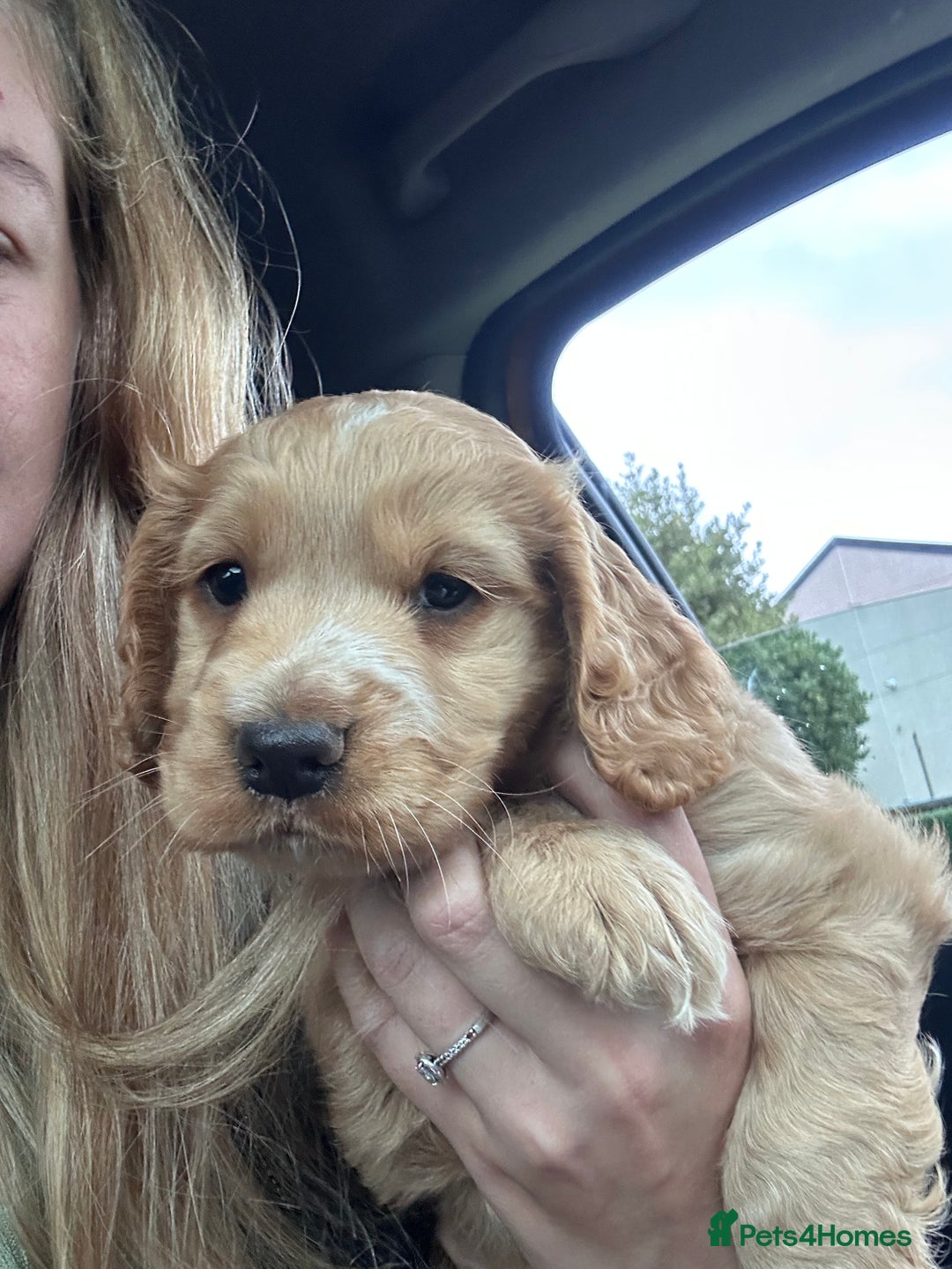 Cocker Spaniel dogs for sale: 8 week old boy cocker spaniel pup - Image 3