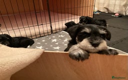 Miniature Schnauzer dogs for sale: BLACK AND SILVER PUPPIES EXCEPTIONAL PEDIGREE - Image 8
