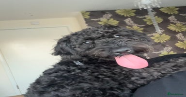 Cockapoo dogs - Advert 2