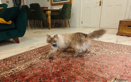 Siberian cats for sale: Siberian – Loyal, Powerful, and Full of Character - Image 2