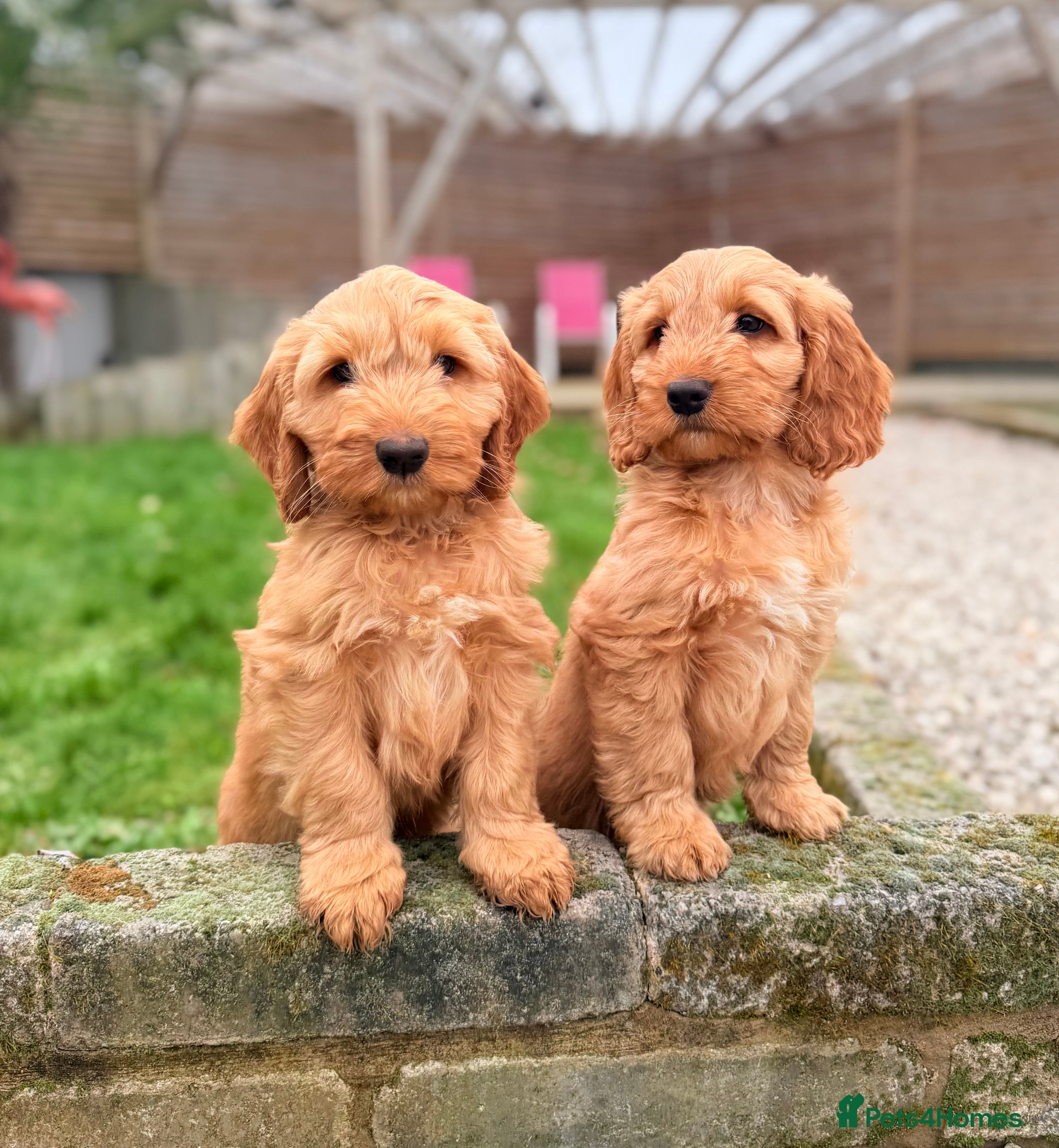 Australian Labradoodle dogs Australian labradoodle ***READY NOW*** - Advert 1