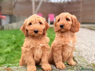 Australian Labradoodle dogs Australian labradoodle ***READY NOW*** - Advert 1