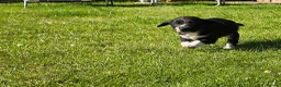 Mixed Breed dogs for sale: Sprollies  - Advert 13