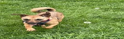 Mixed Breed dogs for adoption: Meet Tulip, currently residing in Surrey in Guildford - Advert 5