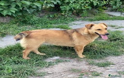 Mixed Breed dogs for adoption: 💖🐶 RAHDA 🐶💖 - Image 16