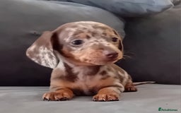 Miniature Dachshund dogs for sale: *READY TO GO* Miniature Daschund Puppies - Image 5