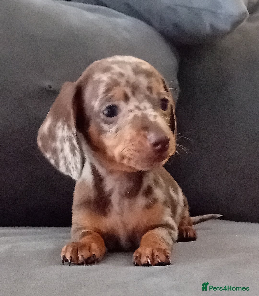 Miniature Dachshund dogs for sale: *READY TO GO* Miniature Daschund Puppies - Image 5