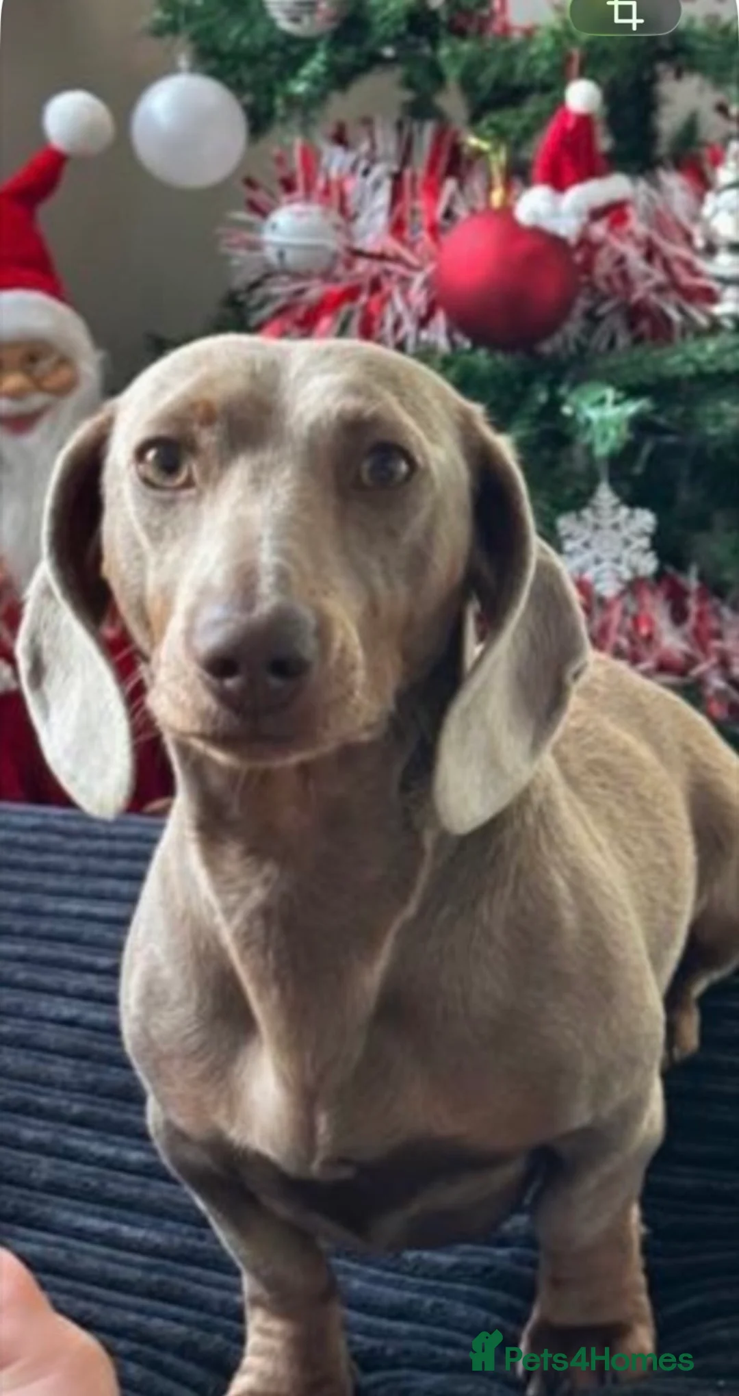Dachshund dogs for stud: Isabel miniture dachshund KC registered  - Advert 1
