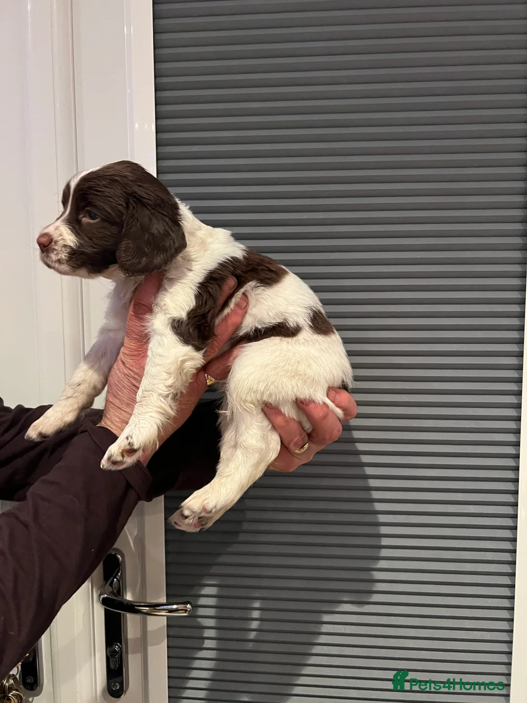 English Springer Spaniel dogs for sale: English springer Spanial  - Advert 2