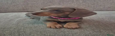 Miniature Dachshund 2
