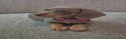 Miniature Dachshund dogs for sale: Miniature Dachshund Puppies for Sale 🐾 in Nottingham - Advert 4