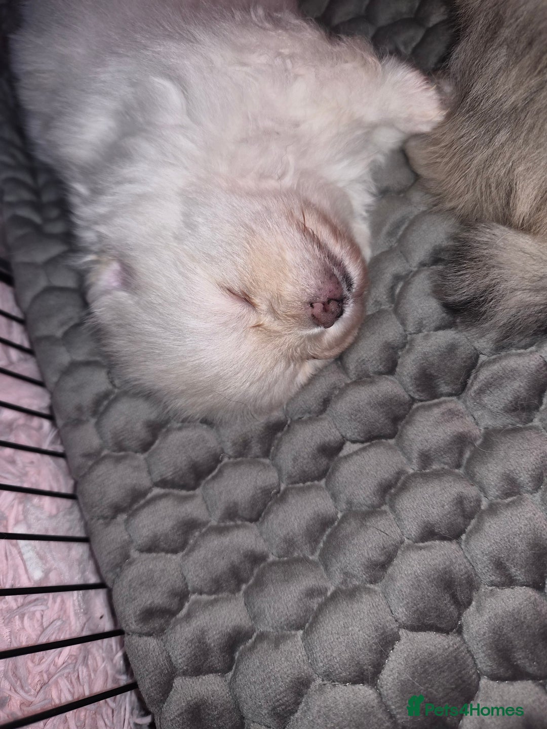 Pomeranian dogs for sale: Goergeos Pomeranian Puppy's💙❤️ - Advert 17
