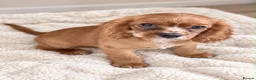 Cavalier King Charles Spaniel dogs for sale: Beautiful KC Registered Litter - Advert 8