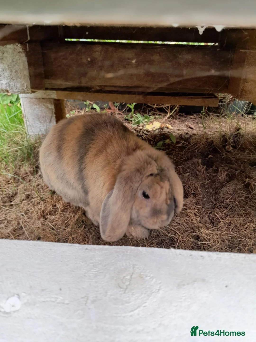 Mini Lop rabbits for sale: Mini Lop in Bristol - Advert 2