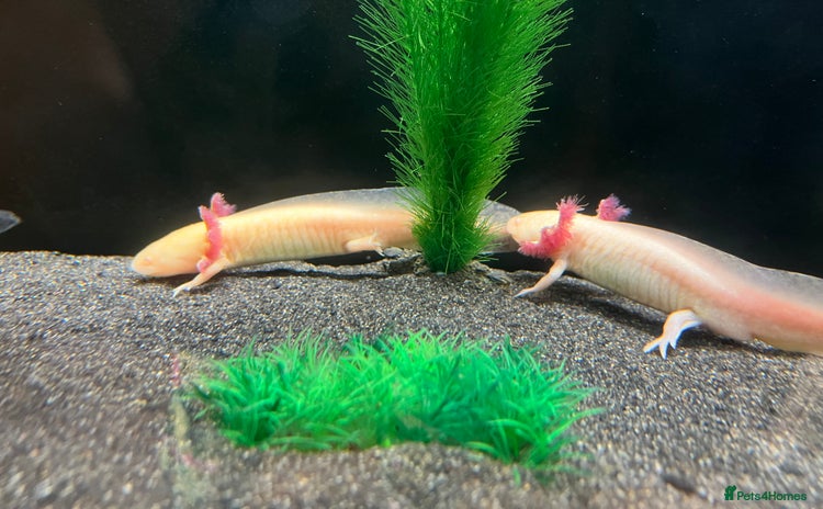 Axolotl reptiles - Advert 4