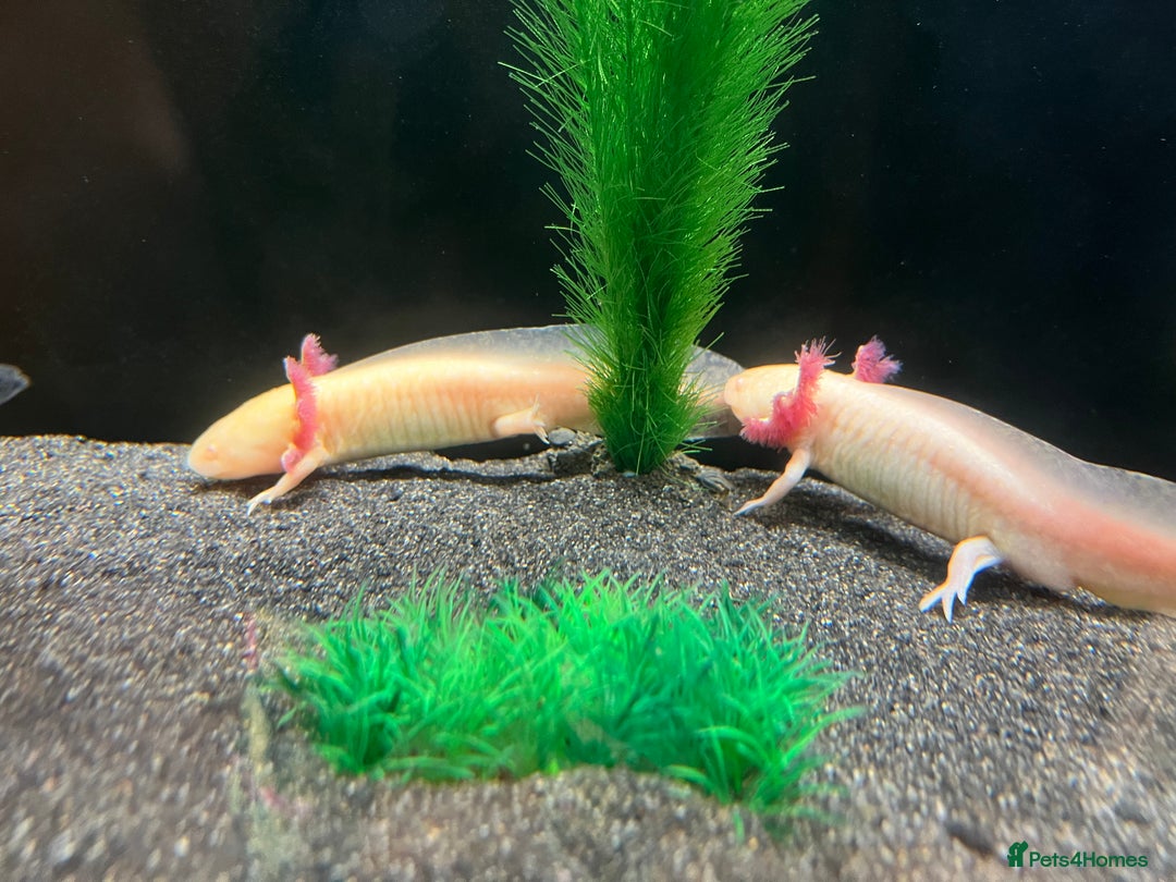 Axolotl reptiles for sale: Axolotl X 3 for sale  - Image 1